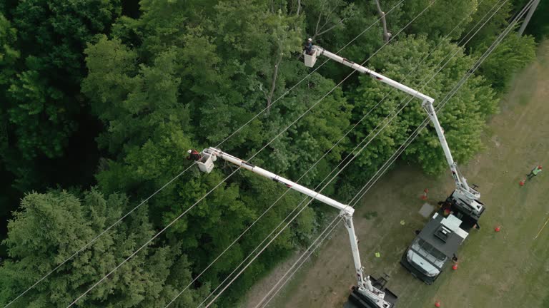 Best Tree Removal  in Grover, WY